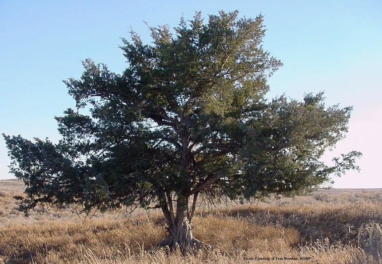 National Forest Renmant