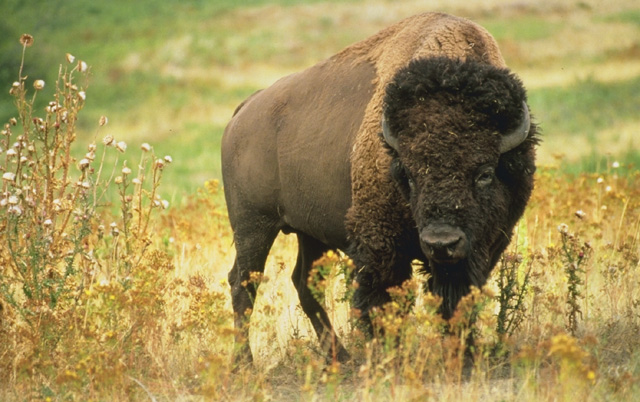 Public Domain image of the American Bison